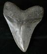 Robust Megalodon Tooth #16569-2